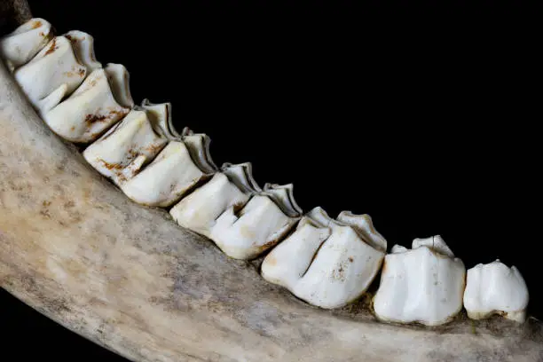 Photo of The teeth of a moose.