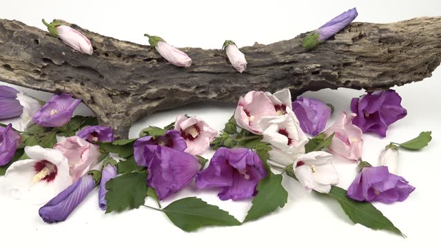 Piece of an old tree for home and garden decoration are on a white table,  mallow flowers and piece of an old tree for home and garden decoration