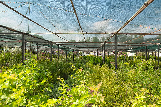 istock The nursery of plant 163181706