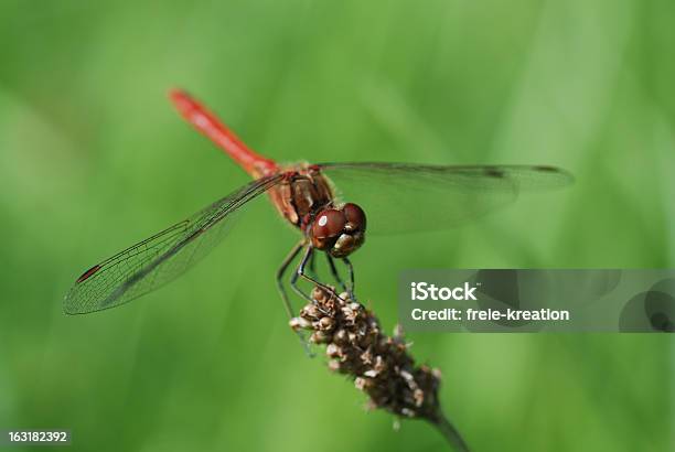 Foto de Libélula e mais fotos de stock de Fotografia - Imagem - Fotografia - Imagem, Fundo colorido, Fundo verde