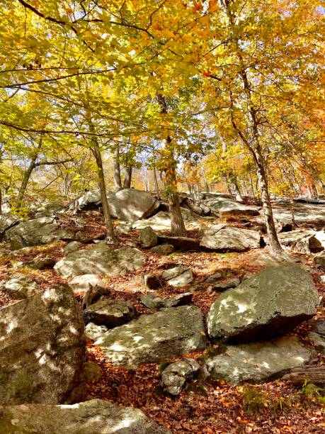 istock Fall Foliage in New York 1631826529