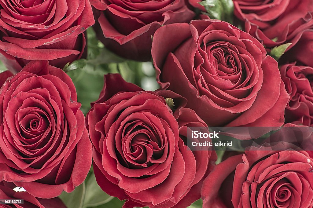 red roses Affectionate Stock Photo