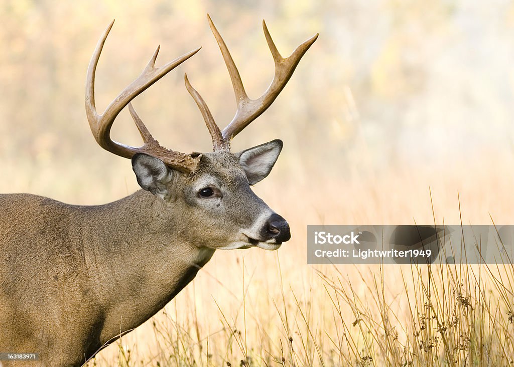 Whitetail Deer Buck - Royalty-free Animal selvagem Foto de stock