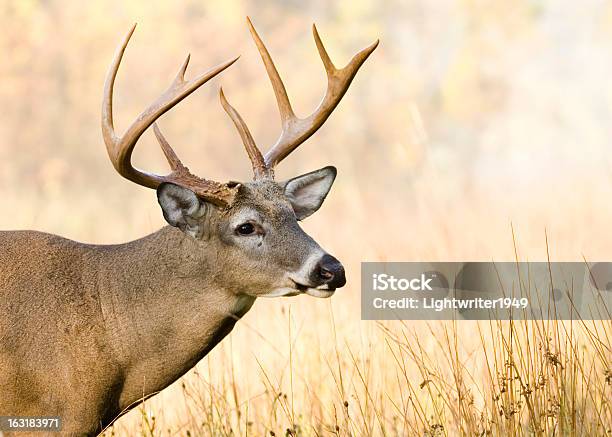 Whitetail Deer Buck - Fotografias de stock e mais imagens de Animal selvagem - Animal selvagem, Ao Ar Livre, Cervo-da-virgínia