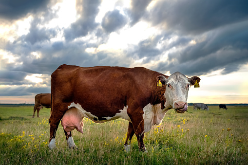 A brown cow with a full large udder eats grass in a green meadow on a summer cloudy evening, grazing in a pasture.
