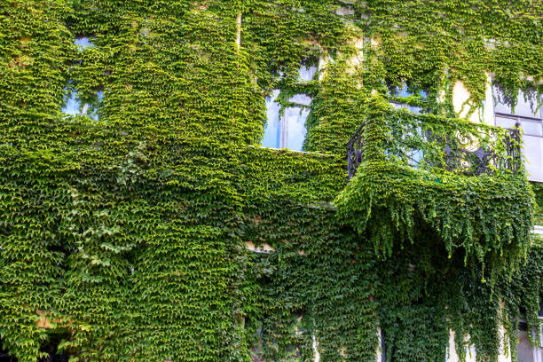 istock Facade of building with windows and balcony is covered with greenery 1631842606