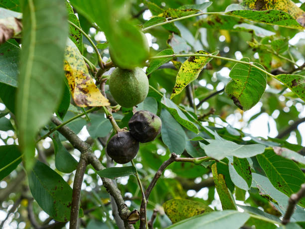 une noix endommagée sur une branche d’arbre. culture de noix. - walnut tree walnut nut branch photos et images de collection