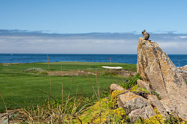 California ground squirrel (Otospermophilus beecheyi) on a rock A California ground squirrel (Otospermophilus beecheyi) is watching the great Ocean on a small rock near a golf corse at 17 Mile Drive, while eating. california ground squirrel otospermophilus beecheyi stock pictures, royalty-free photos & images