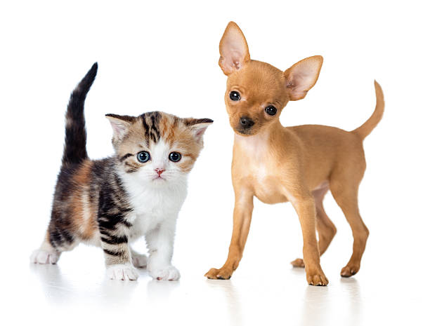 istock puppy and kitten isolated on white 163186596