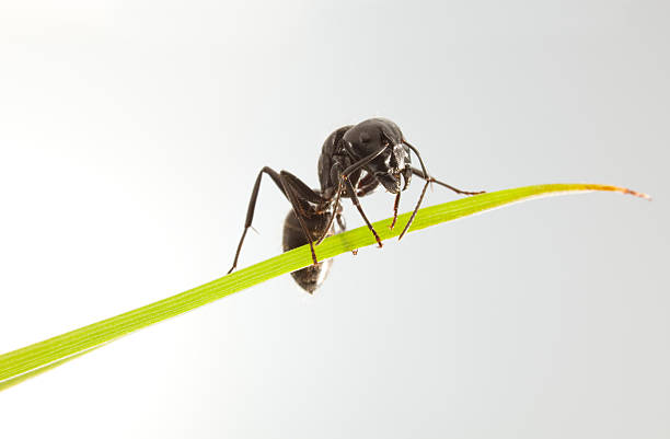 istock Ant on the top of grass 163186613