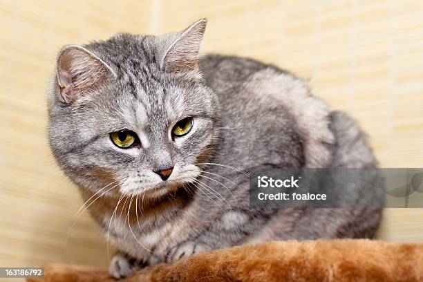 Crey Getigerte Katze Cat Stockfoto und mehr Bilder von Braun - Braun, Domestizierte Tiere, Einzelnes Tier