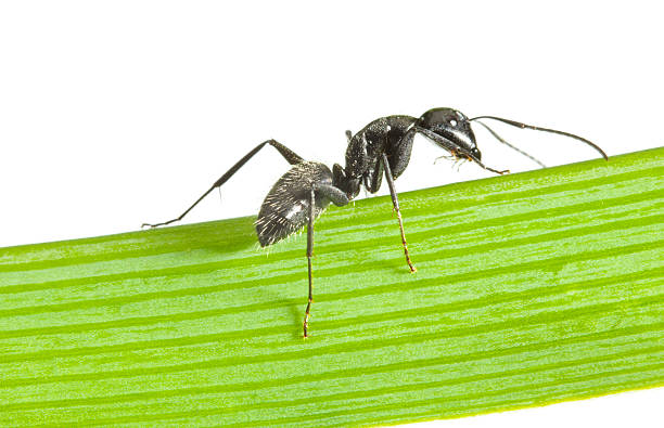 istock Side view of ant on grass 163186953