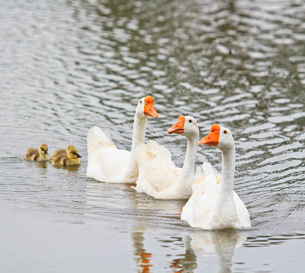 istock Swan family 163188050