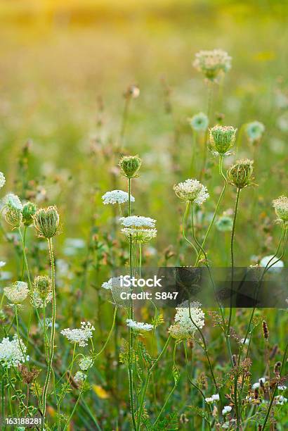 Meadow - zdjęcia stockowe i więcej obrazów Bez ludzi - Bez ludzi, Cibora zmienna, Czerwiec