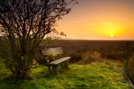 Bench in a Beautiful bog landscape in autumn, bog vegetation painted in autumn, small swamp lakes, islands overgrown with small bog, reed, grass, moss cover the ground,