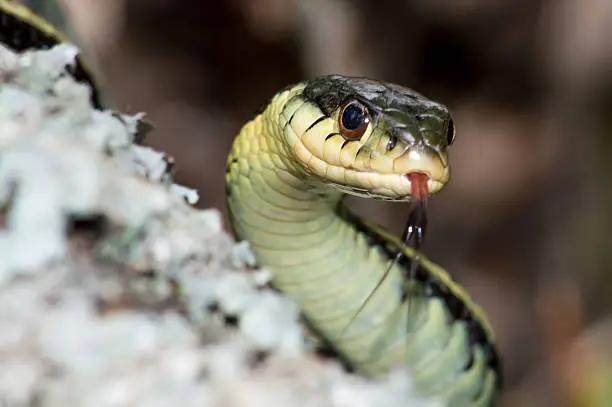 Photo of Eastern Garter Snake