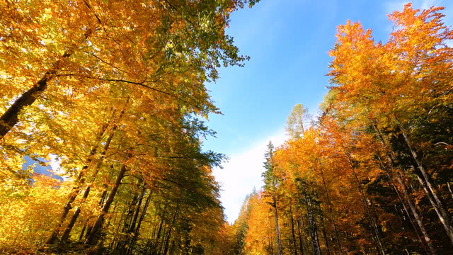 Moving through autumn forest, sun shining through colorful leaves