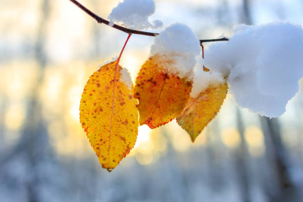 winter leaves have not fallen from the tree, the sun shines through them. bright colors in winter