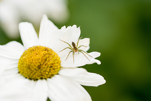 A spider on a chamomile flower in the garden.