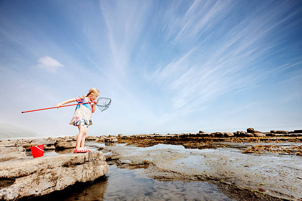 Rockpool exploration A young girl, examining the contents of her net, standing at the edge of a rockpool. tidal pool stock pictures, royalty-free photos & images