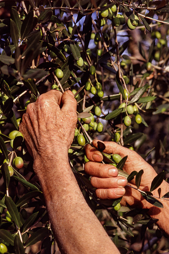 An expert Italian farmer picking olives