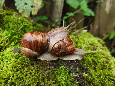 Snail on the mossy ground in the natural environment climbing on another snail. close up nature photo