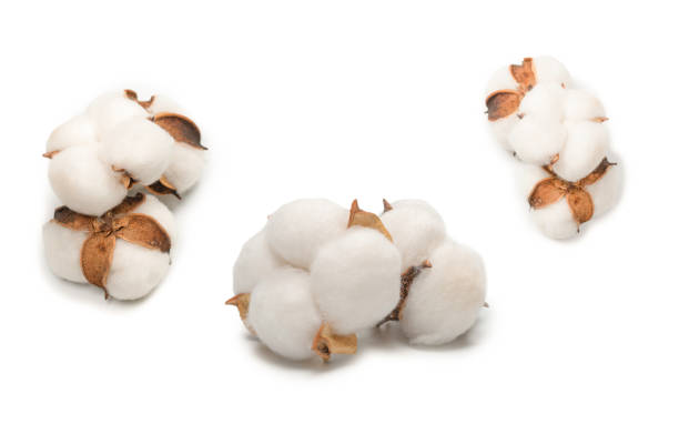 baumwolle blume zweig isoliert auf weißem hintergrund. - cotton flower textile textile industry stock-fotos und bilder