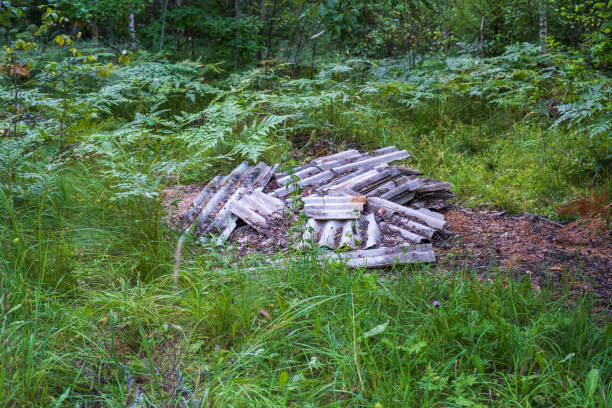 Asbestos slate waste dumped in the forest. Environmental disaster.