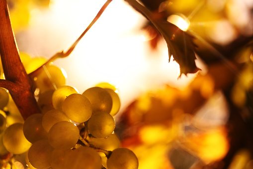 Ripe wine grapes in sunlight - horizontal