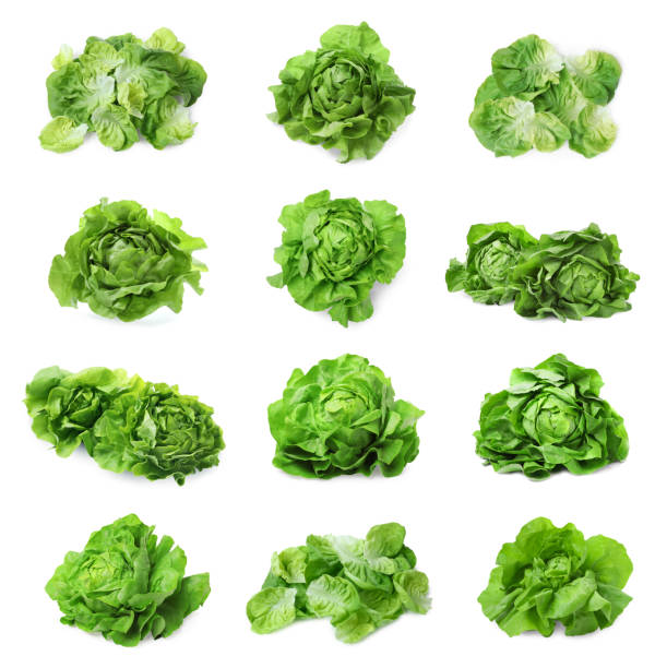 istock Set of fresh butterhead lettuce on white background, different views 1631950923