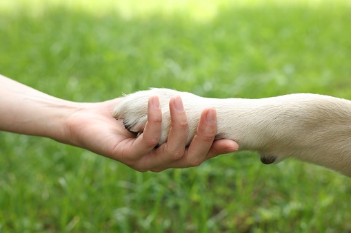 Dog giving paw to woman outdoors, closeup