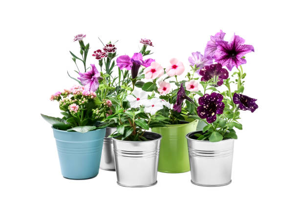 istock Beautiful flowers in different pots isolated on white 1631957438