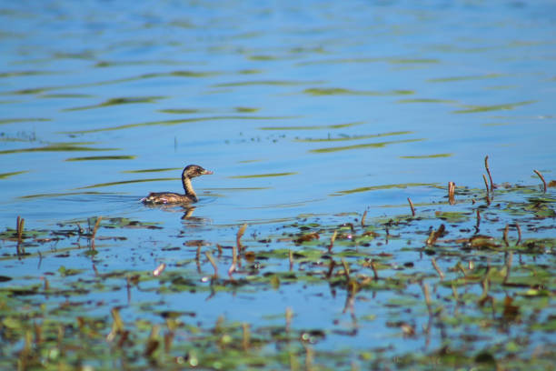 istock Single little Grebe (Tachybaptus ruficollis) bird swimming in blue water. 1631957448