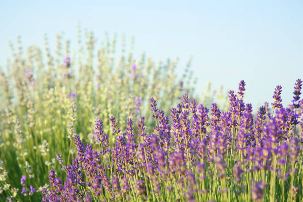 istock Beautiful blooming lavender growing on sunny day, space for text 1631957995