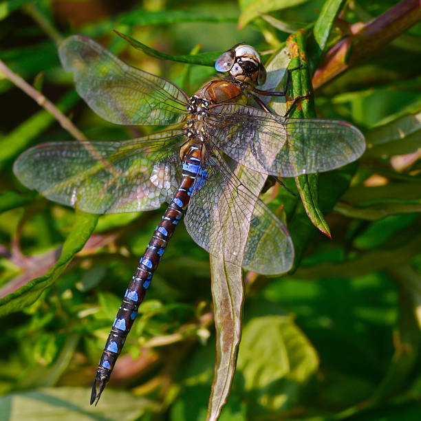 Libellule Regarde-moi - Photo