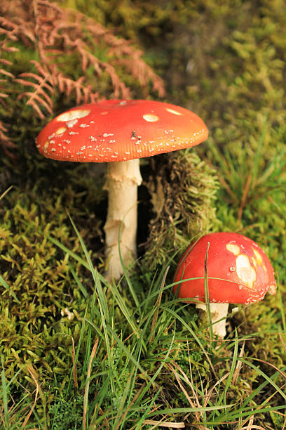 Toadstool Mushroom stock photo