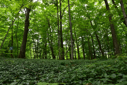 Une forêt de feuillus en été, Montmagny, Québec, Canada