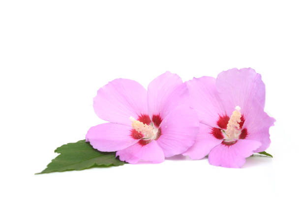 istock Hibiscus syriacus flowers 1631969206