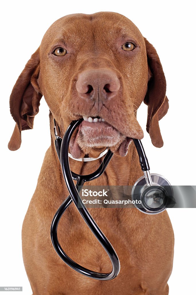 Cão como enfermeira - Foto de stock de Animal royalty-free