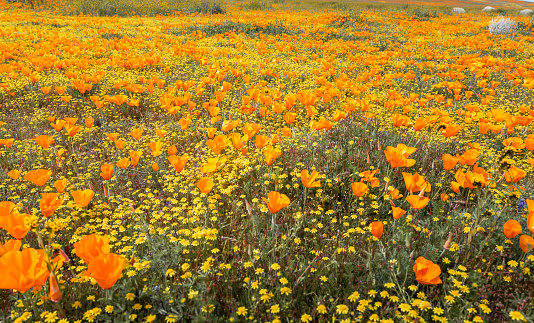 Field of blossoming California golden poppies in the Antelope Valley northern Los Angeles County, California, Mojave Desert