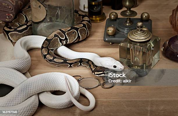 Dos Snakes Con Objetos Antiguos Foto de stock y más banco de imágenes de Animal - Animal, Animal vertebrado, Anticuado