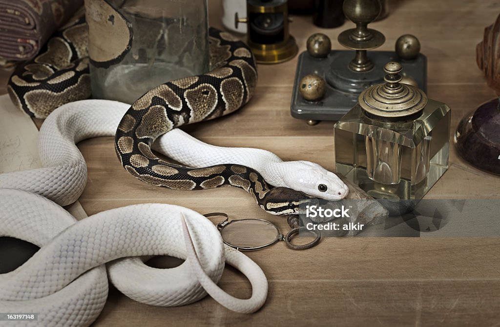 Duas Cobras com objetos vintage - Royalty-free Animal Foto de stock