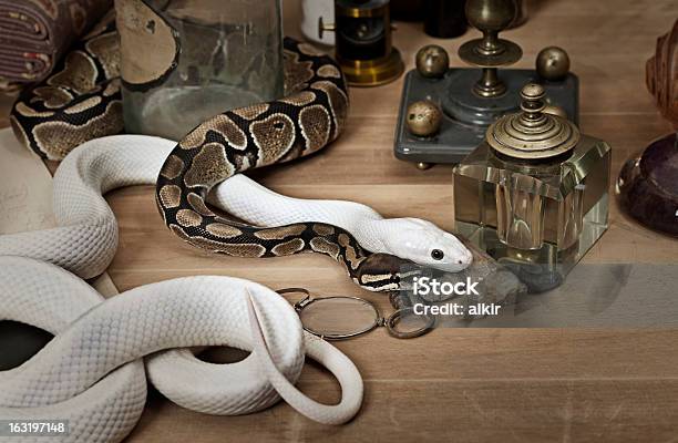 Duas Cobras Com Objetos Vintage - Fotografias de stock e mais imagens de Animal - Animal, Animal de Estimação, Branco
