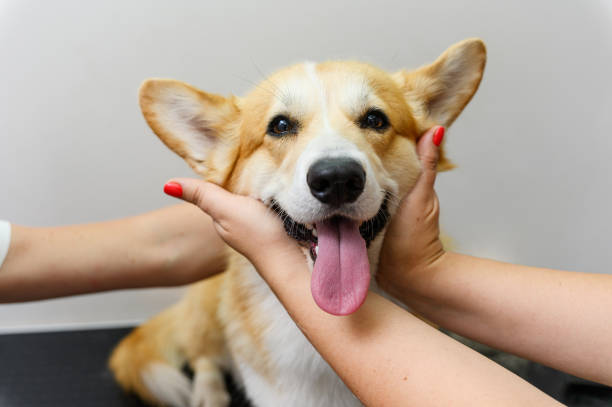 istock Female hands hug the head of a corgi. 1631976254