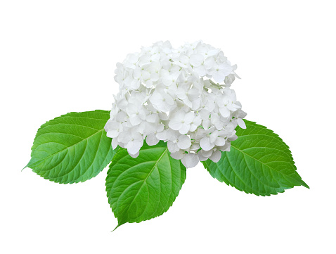 Hydrangea or hortensia white flower with leaves isolated on white background