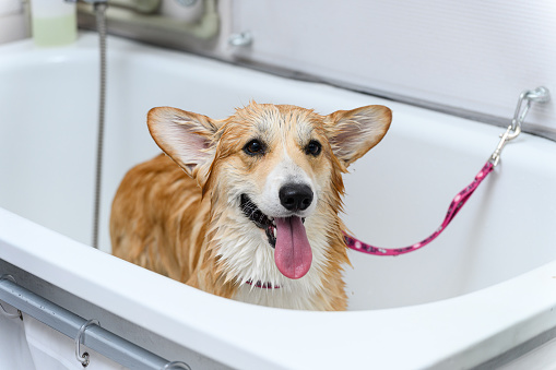 Wet welsh corgi pembroke dog stands in the bathroom after bathing.