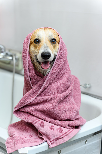 Wet welsh corgi pembroke dog stands in the bathroom after bathing. The dog stands on its hind legs and wrapped in a towel.