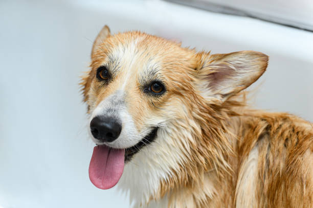 istock Wet dog stands in the bathroom after bathing. 1631977046