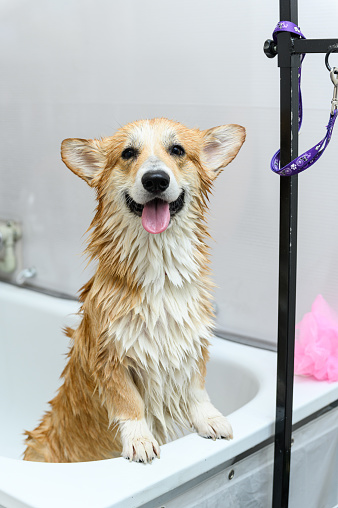 Wet welsh corgi pembroke dog stands in the bathroom after bathing. The dog stands on its hind legs.