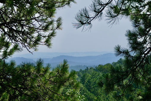 Green ponderosa pines frame the blue \